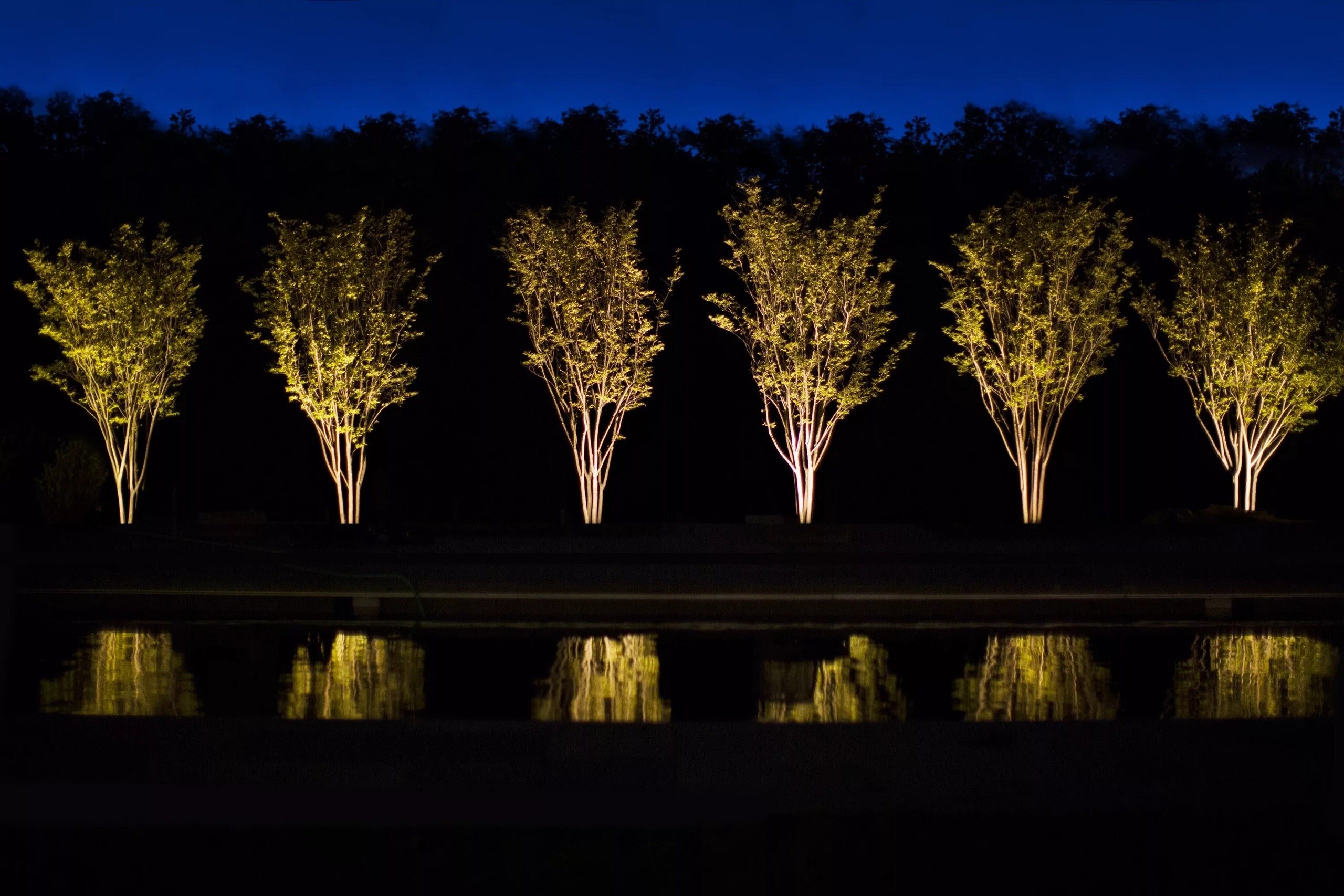 Lighting of my life. Подсветка деревьев снизу. Озеро Джипсленд Австралия. Ландшафтная подсветка деревьев. Подсветка деревьев прожекторами.
